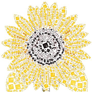 Girassol de perto