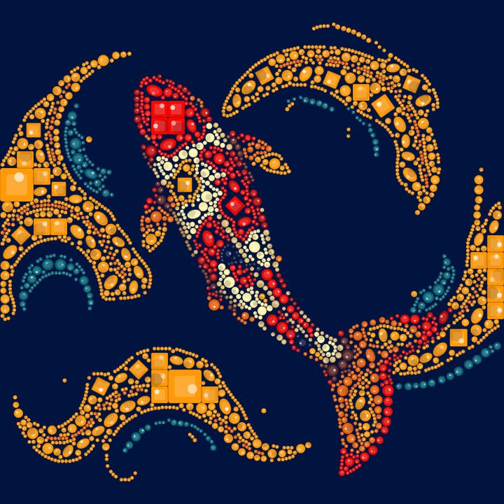 Carpa koi ornamental